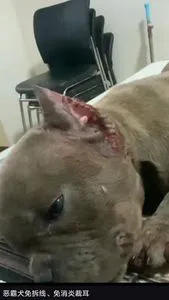 2-Ethylhexyl Cyanoacrylate 184765-00-23 Skin Closure Agent Dog Cat Wound Sealer