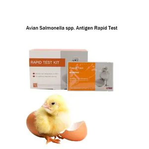Avian Salmonella Spp. Antigen Rapid Test Salmonella Infection Symptoms