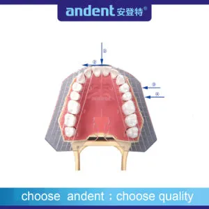 Dental PP Material Autoclavable Guide Plate of Teeth