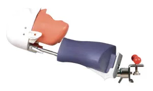 New Model Adjustable Dental Phantom Dental Manikins for Export with Certificates