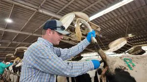 OnFarm Pregnancy Test