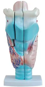 Anatomical Series Larynx/Pulmonary Alveoli/Teeth/Stomach and Ear Model Xc-301-303