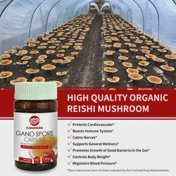 OEM 100% Organic Reishi Ganoderma Lucidum Reishi Spore