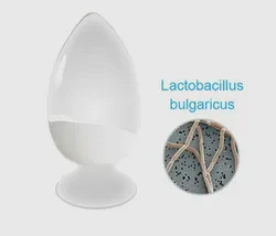 Lactobacillus Bulgaricus 100 Billion Cfu/G for Fighting Harmful Bacteria