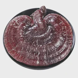 Premium Dried Ganoderma Lucidum Lingzhi Mushroom for Health