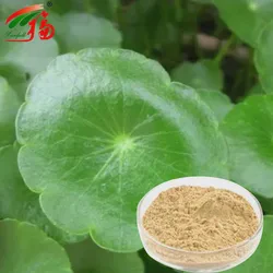 Natural Total Triterpenes 80% Gotu Kola Centella Asiatica Extract Asiaticoside Powder