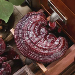 Natural Lingzhi Mushroom for Stress Relief and Relaxation