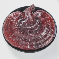 Hot Sale Reishi Mushroom Natural Dried Lingzhi Mushroom Premium Whole Ganoderma for Traditional Chinese Medicine