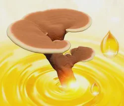 Organic Ganoderma Lucidum Spore Oil 20% Triterpenes Reishi Mushroom Healthcare Supplement