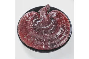 Hot Sale Reishi Mushroom Natural Dried Lingzhi Mushroom Premium Whole Ganoderma for Traditional Chinese Medicine